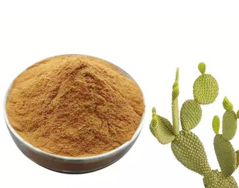 仙人掌老根粉